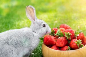 кролик ест клубнику